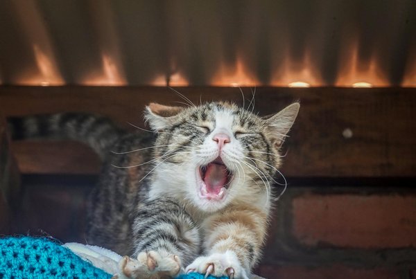 Hoe kan je de gezondheid van je hond monitoren met regelmatige controles?