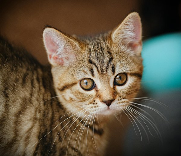 Wat zijn de beste tips om een gerbil gezond te houden?