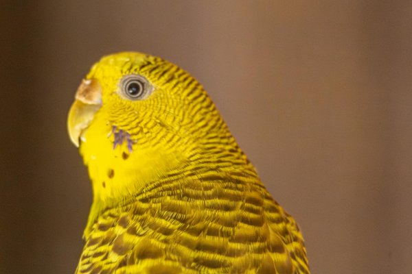 Wat zijn de beste manieren om katten te socialiseren met andere huisdieren?